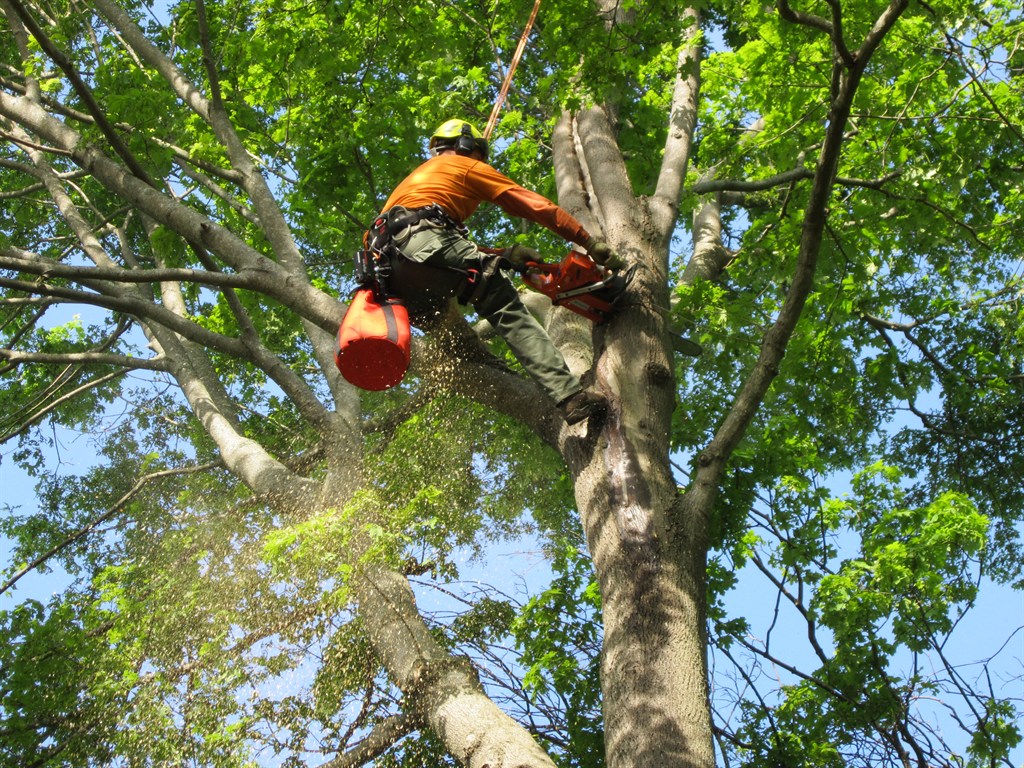 Emergency tree services in Edmond & OKC Metro - Same-day response available